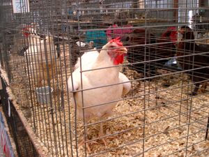 Livestock at the Great Frederick Fair - 2010.jpg