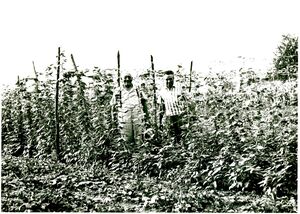 Poonie & Gerald Wade show off their tomato vines..jpg