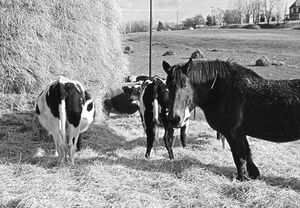 Shafer property where Bub Eury farmed.jpg