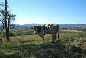 Potomac Water Gap in the Blue Ridge Mountains.jpg