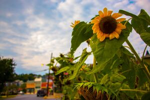 East Potomac Street from the Brunswick Community Garden.jpg