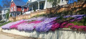 A Street in Brunswick, April 3, 2020.jpg