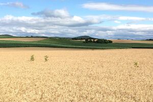 Frederick County farmland June 2015 (2).jpg