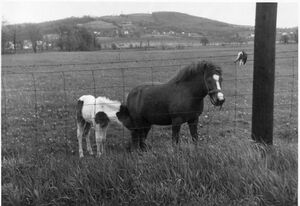 Pony and mare in a farm field.jpg