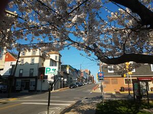 Potomac Street West, March 22, 2020.jpg