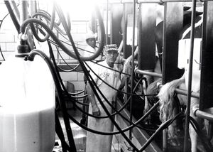 Milking cows the old fashioned way.jpg