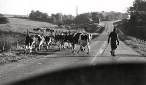 Cattle crossing. 180 going west towards Petersville.jpg